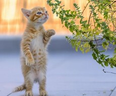 チャットでお話聴きます イメージ1
