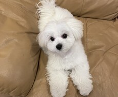 愛玩動物飼養管理士資格保持者が相談乗ります イメージ1