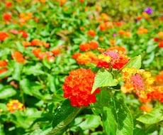 あなたの不安解決します お写真だけで、あなたの未来を鑑定します