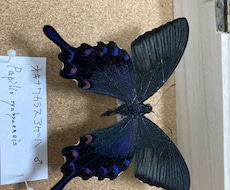 昆虫標本作ります イメージ1
