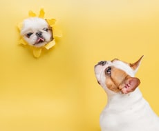 沖縄でわんちゃんのスタジオ写真撮影を行います 大切な“今”を、落ち着いたスタジオで丁寧に撮影