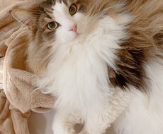 ペットの写真をより魅力的に編集(ペイント)します イメージ1