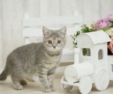 猫との暮らしが楽しくなるアドバイスします 猫との暮らしの疑問やお悩みを解決しましょう！