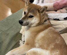 何でも聞きます！！ます イメージ1