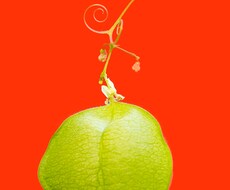 残したいの画像以外の背景を透明にします イメージ1