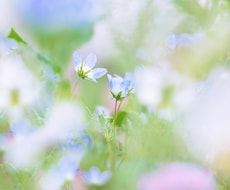 バラ売り用 お花畑画像、３枚組販売します イメージ1