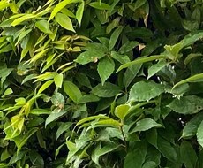 産後２ヶ月後に夫に不倫された私がお聞きします イメージ1