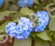 季節を感じる花や風景などの写真素材を提供します イメージ1