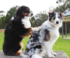 愛犬を『健康優良児』にした簡単レシピ教えます 元シェフが考案！愛犬の健康に悩んでいる飼い主様必見です♬