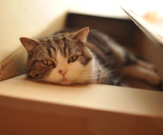 ベトナム語の翻訳をします ベトナム語＝＞日本語、日本語＝＞ベトナム語、翻訳いたします！