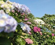 花、夕日、動物などの風景写真等を販売たいします イメージ1