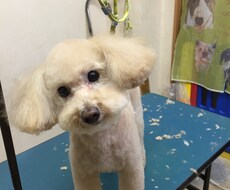 わんちゃんのトリミングでお悩みの方へアドバイスします(●´ー｀●) イメージ1