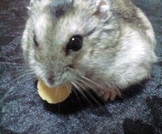 ペットの悩み解決いたします イメージ1