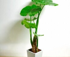 復縁する為の専用プラン作ります イメージ1