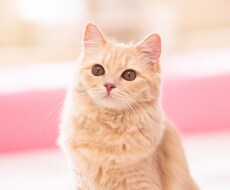 動物達の里親様をお探しいたします イメージ1