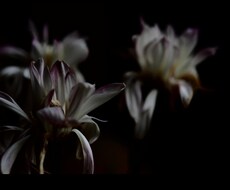 花のおしゃれなオリジナル写真素材を提供します イメージ1