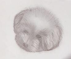 ペットの写真鉛筆画で描きます イメージ1