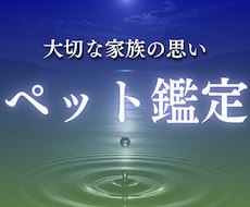 ペット霊視｜あなたの大事な家族の想いを視ます イメージ1