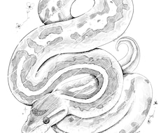 黒白のガサガサタッチでペットイラスト描きます イメージ1