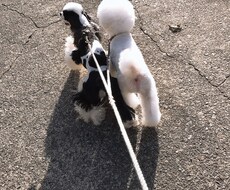 わんちゃんお悩み相談解決します イメージ1