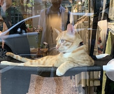ペットからのメッセージをお伝えします （亡くなった）ペットの飼い主へメッセージをお伝えします。