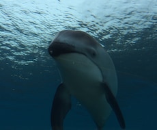 水族館で働きたい人！就職のコツ教えます イメージ1