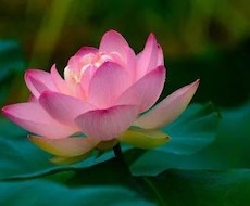 人の顔を通じてその人の性格を解析します イメージ1