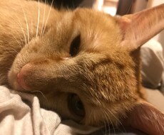 猫の飼い方や悩み解決致します イメージ1