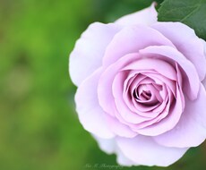 ハイヤーセルフ遠隔ヒーリングを提供します イメージ1