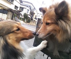 愛犬のご相談なんでも承ります イメージ1