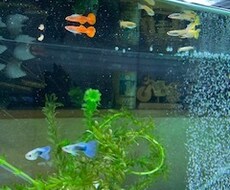 魚の飼育について教えます イメージ1