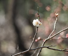 誠意を持ってタロット鑑定致します イメージ1