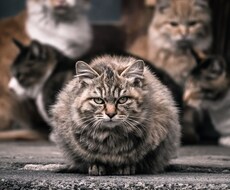 エンタメ系のエグゼクティブプロデューサーが何かとりあえずアドバイスします