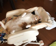 愛猫の日常、提供します イメージ1