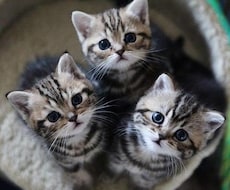 フォロワー限定！ 頼まれた動画を編集します 動画や写真を繋げてよりよいモノにしましょう！