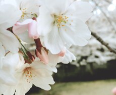 わたしにできること、お手伝いします あなたのご希望を、私にできる範囲で何でもします！(^^)