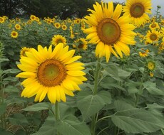悩んでいる方へ恋愛相談  人間関係悩み 人に言えない悩みなどお話を聞き、相談のります！ イメージ1