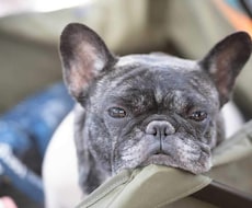 動物たちの言葉を通訳いたします イメージ1