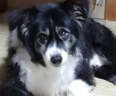 家庭犬トレーナーがお悩みに答えます イメージ1