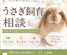 食欲・ケア・性格等、うさぎ飼育のお悩み相談受けます 初心者さんから、長年一緒に暮らす方まで、丁寧に相談受けます
