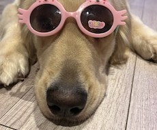 愛犬のなんで？をドッグトレーナーが一緒に解決します ドッグライフをより良きものに！