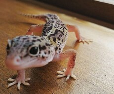 爬虫類、両生類、その他昆虫類の飼育法、相談のります！