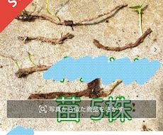 メルカリで野草販売のお手伝いします 災害時の非常食にもなる野草、フリマアプリで売れます。