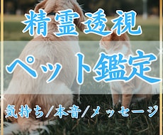 精霊透視✴︎ペットの気持ちを翻訳します 今、あの子が一番伝えたい想いを読み解きます