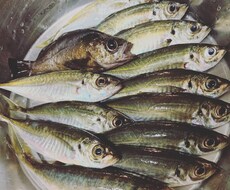 釣り教えます イメージ1