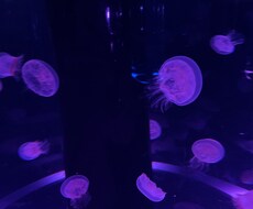 数秘術を使って占います イメージ1