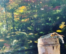 安く.様々なジャンルのブログ記事作成します イメージ1
