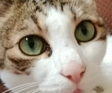 迷い猫　実際に帰って来た時の方法教えます イメージ1