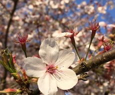 子育てや人間関係でお困りの方にアドバイスをします イメージ1
