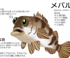 元水族館飼育員が水生生物のイラスト描きます イメージ1